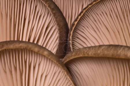 Photo for Bottom detail of oyster mushroom peels. Healthy mushrooms oyster mushroom from the bottom. Winter mushrooms containing beta-glucans. An edible type of mushroom growing on the wood of trees. - Royalty Free Image