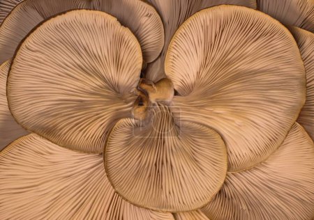 Bottom detail of cluster of oyster mushrooms isolated. The underside of a circular cluster of oyster mushrooms with several caps with peels.