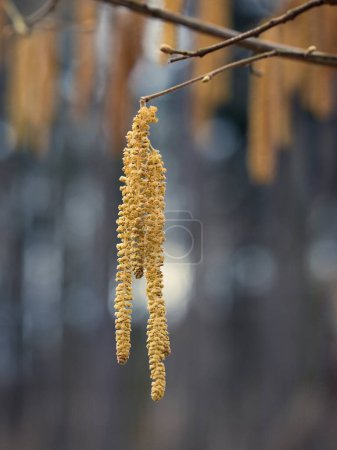 Close-up of hazel flowers with a blurred background. Flowering common hazel, with yellow strings producing pollen - the fear of allergy sufferers.
