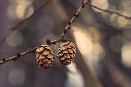 Larch cones side by side on a twig with a blurred background. Two dry larch cones with a background with defocused rays of the setting sun.