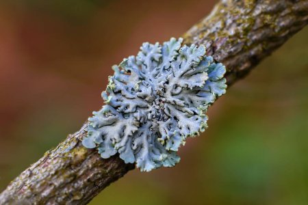 Lichen creciendo en ramas de árboles y arbustos. Un individuo en forma de anillo de liquen en una rama de anciano negro.