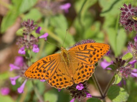 Der silbergewaschene Schmetterling sitzt auf einer Blume. Ein orangefarbener Schmetterling mit dunklem Muster saugt Nektar auf lila Blüten.