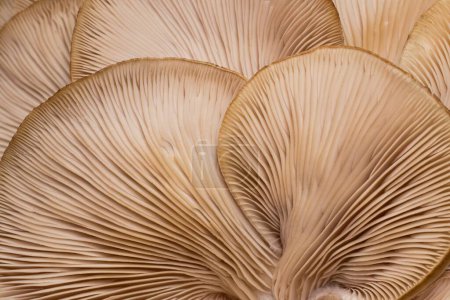 Bottom side of oyster mushroom hats with slats. Detail of lamellar texture of oyster mushrooms. Edible medicinal mushroom oyster mushroom isolated.