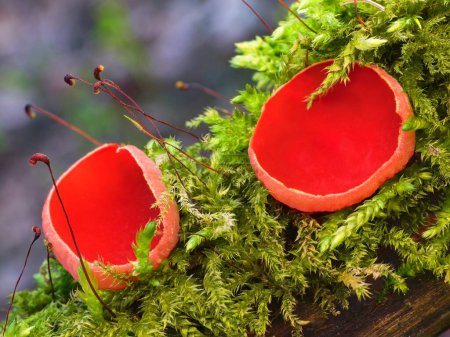 Two bowl-shaped red spring mushrooms growing on moss-covered wood. Edible Scarlet elf cap mushrooms in detail with green moss.