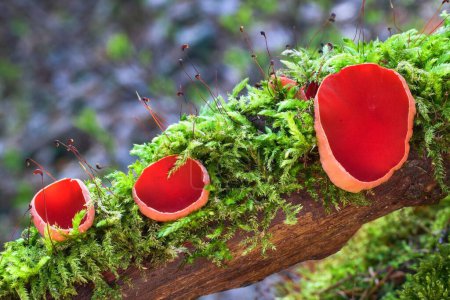 Trois champignons à chapeau d'elfe écarlate poussant sur du bois recouvert de mousse. Champignons de printemps comestibles Sarcoscypha coccinea de couleur rouge sur une branche recouverte de mousse verte.