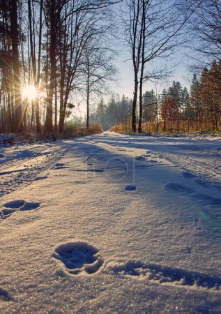 Forest road in winter with tracks from animals. Snowy road in winter forest in sunlight.