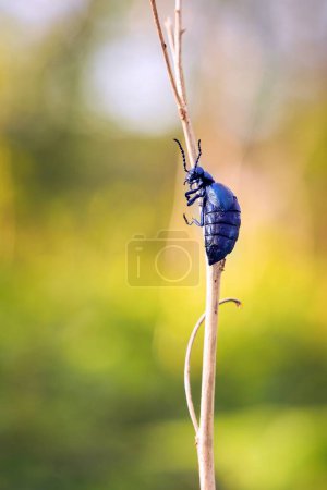 Violet oil beetle (Meloe violaceus) sitting on a stem of dry forest vegetation in sunlight. A dangerous invasive species of dark purple poisonous beetle on a blurred background.
