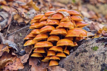 Cluster von essbaren Enoki-Heilpilzen, die im Winter wachsen. Eine Gruppe orangefarbener Speisepilze Flammulina velutipes wächst in einem einzigen Klumpen auf einem Stück Holz.