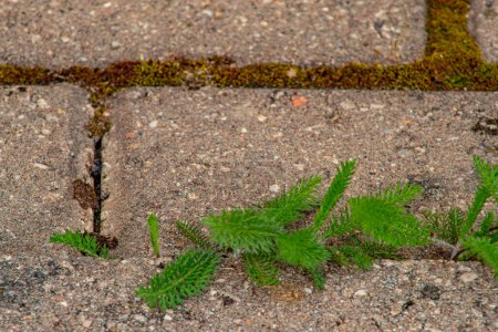 Foto de Antiguo pavimento con malezas en el parque. Moss y malezas en el pavimento. Los dientes de león amarillos crecieron en el asfalto. Plantas naturales crecen en el pavimento - Imagen libre de derechos