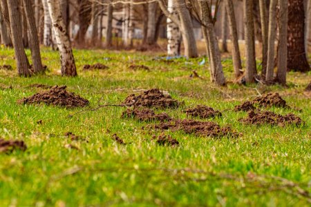 Photo for The mole pushed off the ground and made piles of ground - Royalty Free Image