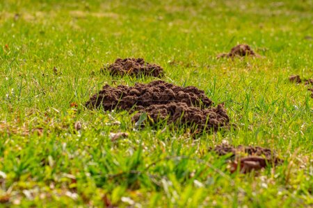 Photo for The mole pushed off the ground and made piles of ground - Royalty Free Image