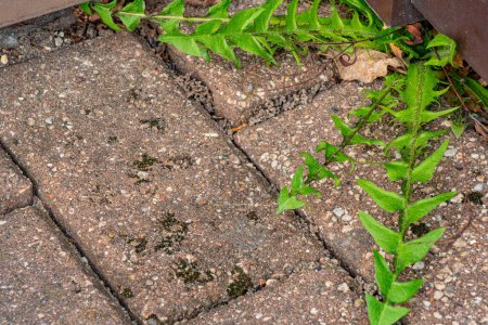 Foto de Antiguo pavimento con malezas en el parque. Moss y malezas en el pavimento. Los dientes de león amarillos crecieron en el asfalto. Plantas naturales crecen en el pavimento - Imagen libre de derechos