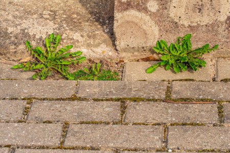 Photo for Old pavement with weeds in the park. Moss and weeds on the pavement. Yellow dandelions grew in the asphalt. Natural plants grow in the pavement - Royalty Free Image