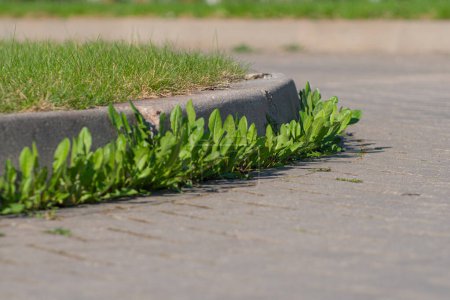 Téléchargez les photos : Mousse et mauvaises herbes sur le trottoir. Les pissenlits jaunes poussaient dans l'asphalte. Plantes naturelles poussent dans la chaussée - en image libre de droit