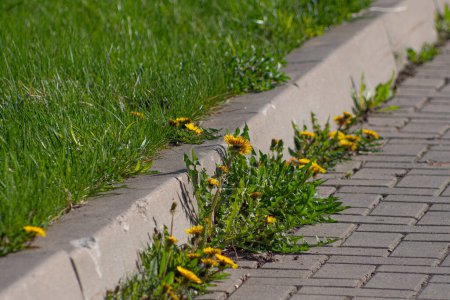 Foto de Moss y malezas en el pavimento. Los dientes de león amarillos crecieron en el asfalto. Plantas naturales crecen en el pavimento - Imagen libre de derechos