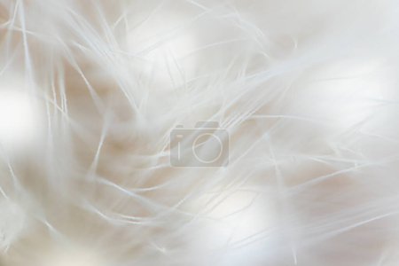 Photo for Super macro close-up of dandelion fluff. Abstract close-up of dandelion seeds background. Macro shot of detailed dandelion flower seed in natural environment. Soft selective focus - Royalty Free Image