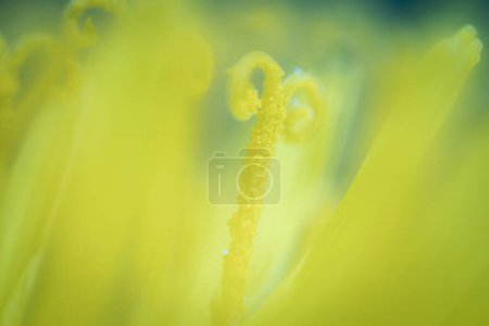 Photo for Dandelion yellow flower yellow background. Abstract closeup of a dandelion flower. Macro shot of detailed blue dandelion flower seed in natural environment - Royalty Free Image