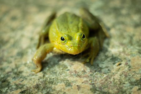 Téléchargez les photos : Une grenouille verte est assise sur un rocher. Grenouille verte assise sur un rocher entouré de végétation. Une grenouille dans son environnement naturel. Environnement écologiquement propre - en image libre de droit