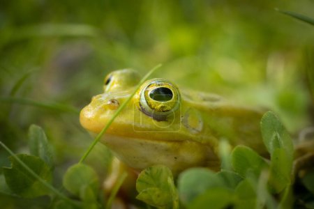 Photo for Green frog is sitting on the green grass. Green frog sitting on a grass surrounded by vegetation. A frog in its natural environment. Ecologically clean environment - Royalty Free Image