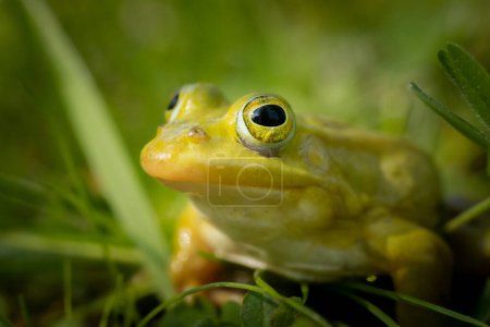 Photo for Green frog is sitting on the green grass. Green frog sitting on a grass surrounded by vegetation. A frog in its natural environment. Ecologically clean environment - Royalty Free Image