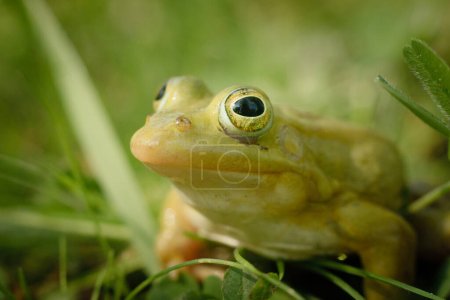 Téléchargez les photos : La grenouille verte est assise sur l'herbe verte. Grenouille verte assise sur une herbe entourée de végétation. Une grenouille dans son environnement naturel. Environnement écologiquement propre - en image libre de droit