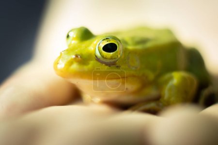 Photo for A green frog is sitting on a rock. Green frog sitting on a rock surrounded by vegetation. A frog in its natural environment. Ecologically clean environment - Royalty Free Image