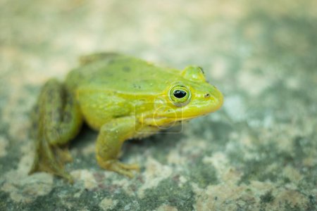 Une grenouille verte est assise sur un rocher. Grenouille verte assise sur un rocher entouré de végétation. Une grenouille dans son environnement naturel. Environnement écologiquement propre
