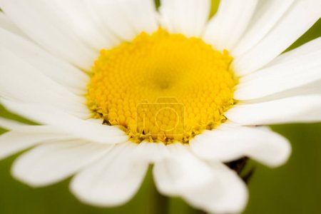 Gänseblümchen-Wiese Sommerblume. Eine Blume mit weißen Blättern und einer gelben Mitte. Sonnwendfeier in der Natur. Symbolik von Lettland für Ligo Urlaub. Mittsommer in Lettland. Traditioneller lettischer Hochsommer.