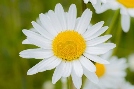 Daisy meadow summer flower. A flower with white leaves and a yellow center. Solstice celebration in nature. Symbolism of Latvia for Ligo holiday. Midsummer in Latvia. Traditional Latvian midsummer.