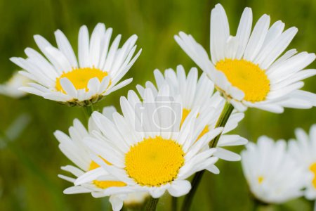 Daisy meadow summer flower. A flower with white leaves and a yellow center. Solstice celebration in nature. Symbolism of Latvia for Ligo holiday. Midsummer in Latvia. Traditional Latvian midsummer.