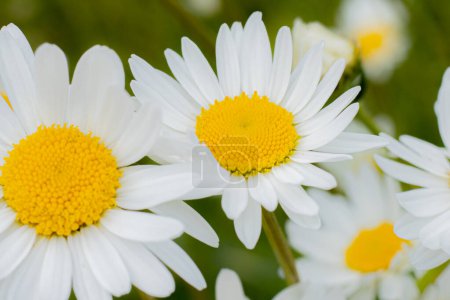Daisy prairie fleur d'été. Une fleur aux feuilles blanches et au centre jaune. Fête du solstice dans la nature. Symbolisme de la Lettonie pour les vacances Ligo. Au milieu de l'été en Lettonie. Traditionnel letton milieu de l'été.