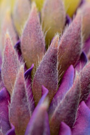 Photo for Lupine flowers with lush green leaves. Super Macro close-up of fresh Invasive plant with beautiful leaves. Soft selective focus. Artificially created grain for the picture - Royalty Free Image