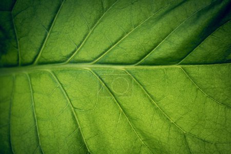 Foto de Plantación de tabaco con frondosas hojas verdes. Super macro primer plano de las hojas frescas de tabaco. Enfoque selectivo suave. Grano creado artificialmente para la imagen - Imagen libre de derechos