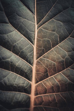 Tabakplantage mit sattgrünen Blättern. Super-Makro-Nahaufnahme von frischen Tabakblättern. Weiche selektive Fokussierung. Künstlich erzeugtes Korn für das Bild