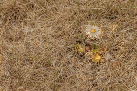 Photo for Dry grass with one flower. A dry lawn. Hot dry weather. Dead Plants and Grass due to Summer Drought. Soft selective focus. Artificially created grain for the picture - Royalty Free Image
