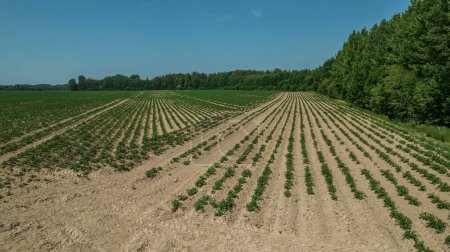Foto de Campo de patatas tierra seca. Crisis natural gran sequía. Crisis ecológica en la agricultura - Imagen libre de derechos