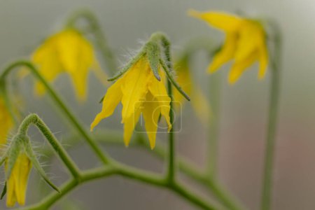 Photo for Tomato flower in yellow color. Greenhouse plant with yellow flowers. A large crop of tomatoes. Soft selective focus - Royalty Free Image