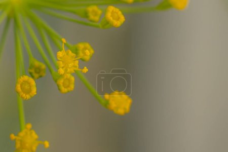 Foto de Flor de eneldo en color amarillo. Planta de invernadero con flores amarillas. Condimento de eneldo para la comida. Enfoque selectivo suave - Imagen libre de derechos