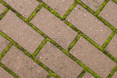 Téléchargez les photos : Vue rapprochée de la chaussée avec mousse verte entre les briques. Modèle géométrique dans la nature et la ville. Pierres sans couture et texture de mousse. Nettoyage de la mousse du trottoir. Pavés avec incarnation - en image libre de droit