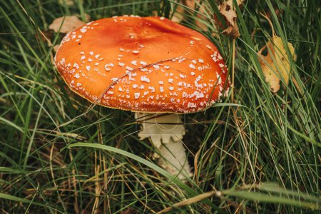 Foto de Volar Agaric Eco Seta de otoño. Un hongo venenoso que crece en el bosque bajo los árboles en el musgo. Atrapamoscas rojo en musgo verde. Utilizado en farmacología - Imagen libre de derechos