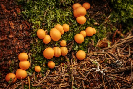 Téléchargez les photos : Champignon rouge orangé Lycogala epidendrum dans la forêt d'automne - en image libre de droit