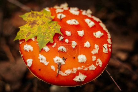 Téléchargez les photos : Mouche Agaric Eco Champignon d'automne. Un champignon toxique qui pousse dans la forêt sous les arbres de la mousse. Moucherolle rouge en mousse verte. Utilisé en pharmacologie - en image libre de droit
