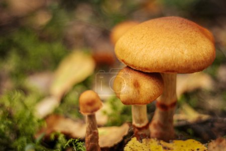 Téléchargez les photos : Champignon aux noix de miel dans la forêt d'automne - en image libre de droit