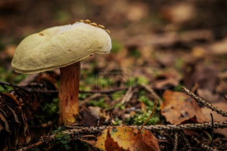 Téléchargez les photos : Champignon de velours dans la forêt d'automne - en image libre de droit