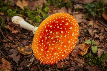 Téléchargez les photos : Mouche Agaric Eco Champignon d'automne. Un champignon toxique qui pousse dans la forêt sous les arbres de la mousse. Moucherolle rouge en mousse verte. Utilisé en pharmacologie - en image libre de droit