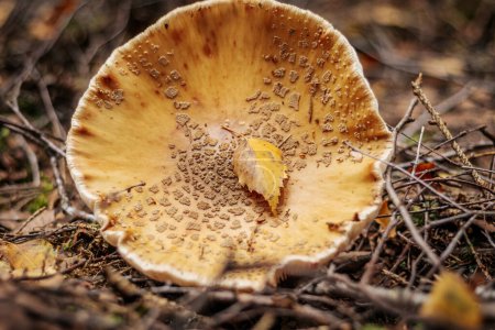 Foto de Gorra de pantera, el hongo de otoño Panther Eko. Un hongo venenoso que crece en el bosque bajo los árboles en el musgo. Atrapamoscas rojo en musgo verde. Utilizado en farmacología - Imagen libre de derechos