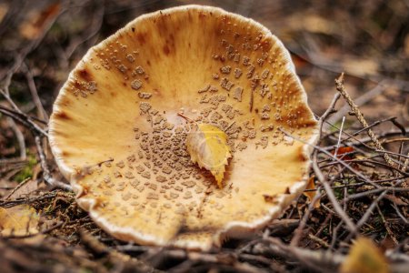 Téléchargez les photos : Chapeau de panthère, champignon d'automne Panther Eko. Un champignon toxique qui pousse dans la forêt sous les arbres de la mousse. Moucherolle rouge en mousse verte. Utilisé en pharmacologie - en image libre de droit