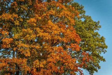 Herbsttag mit schönen Farben. Ahornblätter in allen Farben. Herbst schöner sonniger Tag