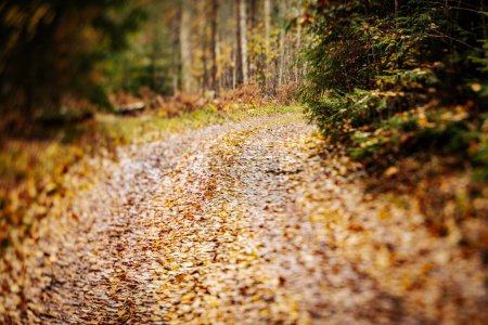 Photo for Tranquil Autumn Journey Through Woodland. Tranquil woodland path through autumn forest, journey into rural countryside. Grated forest road - Royalty Free Image