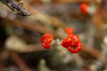 Photo for Lichen fruiting bodies in which spores are formed. Red fruit bodies in Cladonia species - Royalty Free Image